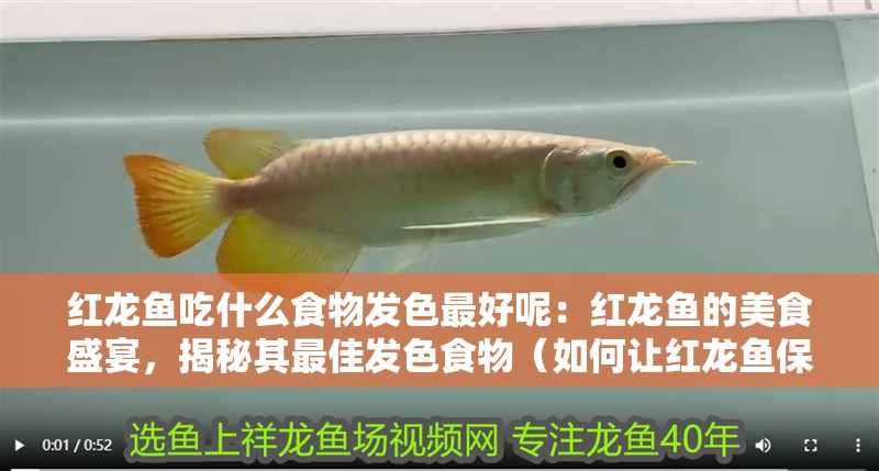 紅龍魚吃什么食物發色最好呢：紅龍魚的美食盛宴，揭秘其最佳發色食物（如何讓紅龍魚保持最佳的發色）