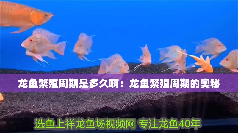 龍魚(yú)繁殖周期是多久啊：龍魚(yú)繁殖周期的奧秘