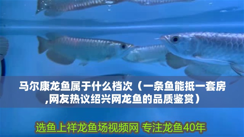 馬爾康龍魚屬于什么檔次（一條魚能抵一套房,網友熱議紹興網龍魚的品質鑒賞）