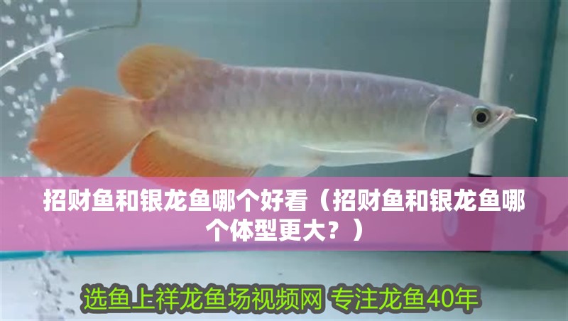 招財魚和銀龍魚哪個好看（招財魚和銀龍魚哪個體型更大？）