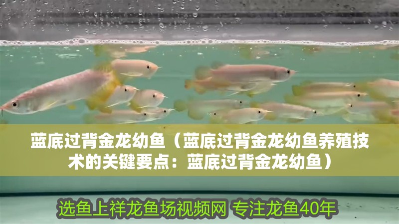 藍底過背金龍幼魚（藍底過背金龍幼魚養(yǎng)殖技術(shù)的關(guān)鍵要點：藍底過背金龍幼魚）