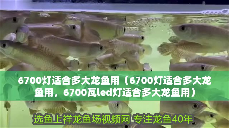 6700燈適合多大龍魚用（6700燈適合多大龍魚用，6700瓦led燈適合多大龍魚用） 6700燈適合多大龍魚用（6700燈適合多大龍魚用，6700瓦led燈適合多大龍魚用） 觀賞魚百科