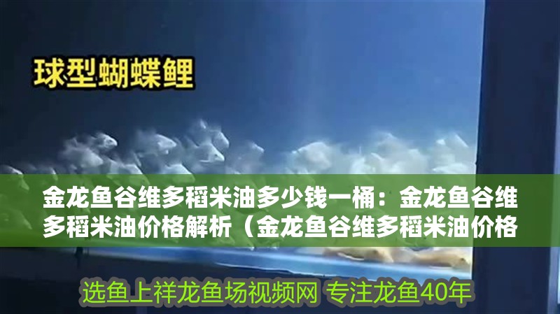 金龍魚谷維多稻米油多少錢一桶：金龍魚谷維多稻米油價(jià)格解析（金龍魚谷維多稻米油價(jià)格促銷金龍魚谷維多稻米油價(jià)格）