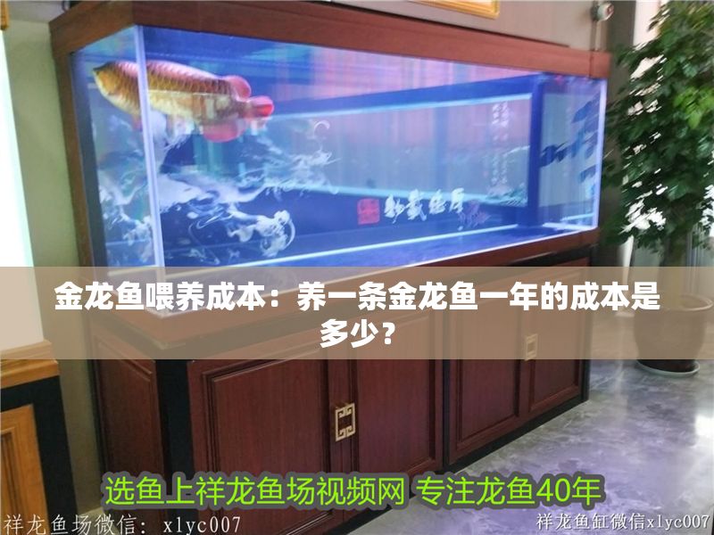 金龍魚喂養成本：養一條金龍魚一年的成本是多少？