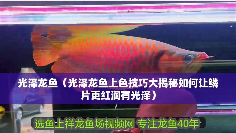 魚缸造景先放沙還是先放水(魚缸造景先鋪沙還是先放石頭) 光澤龍魚(光澤龍魚上色技巧大揭秘如何讓鱗片更紅潤有光澤) 觀賞魚百科 光澤龍魚(光澤龍魚上色技巧大揭秘如何讓鱗片更紅潤有光澤) 光澤龍魚(光澤龍魚上色技巧大揭秘如何讓鱗片更紅潤有光澤) 觀賞魚百科
