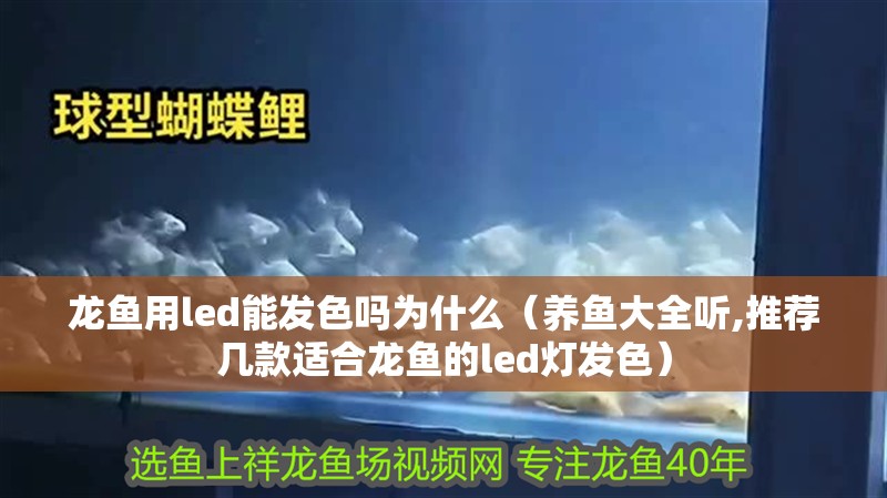 龍魚用led能發色嗎為什么（養魚大全聽,推薦幾款適合龍魚的led燈發色） 龍魚用led能發色嗎為什么（養魚大全聽,推薦幾款適合龍魚的led燈發色） 觀賞魚百科