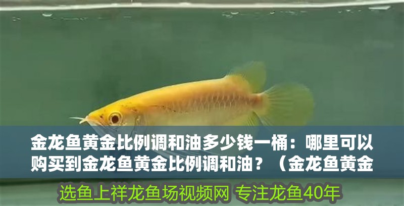 金龍魚黃金比例調和油多少錢一桶：哪里可以購買到金龍魚黃金比例調和油？（金龍魚黃金比例調和油在哪里可以購買）