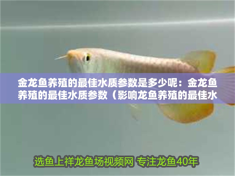 金龍魚(yú)養(yǎng)殖的最佳水質(zhì)參數(shù)是多少呢：金龍魚(yú)養(yǎng)殖的最佳水質(zhì)參數(shù)（影響龍魚(yú)養(yǎng)殖的最佳水質(zhì)參數(shù)）