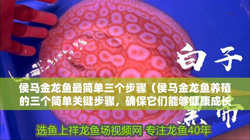 侯馬金龍魚最簡單三個步驟（侯馬金龍魚養殖的三個簡單關鍵步驟，確保它們能夠健康成長） 侯馬金龍魚最簡單三個步驟（侯馬金龍魚養殖的三個簡單關鍵步驟，確保它們能夠健康成長） 觀賞魚百科
