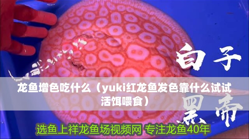 龍魚增色吃什么（yuki紅龍魚發色靠什么試試活餌喂食）