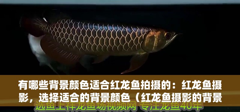 有哪些背景顏色適合紅龍魚拍攝的：紅龍魚攝影，選擇適合的背景顏色（紅龍魚攝影的背景顏色選擇合適的背景顏色至關(guān)重要）