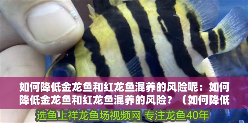 如何降低金龍魚和紅龍魚混養(yǎng)的風(fēng)險(xiǎn)呢：如何降低金龍魚和紅龍魚混養(yǎng)的風(fēng)險(xiǎn)？（如何降低金龍魚和紅龍魚混養(yǎng)的風(fēng)險(xiǎn)）