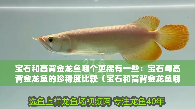 寶石和高背金龍魚哪個更稀有一些：寶石與高背金龍魚的珍稀度比較（寶石和高背金龍魚哪個更稀有？）