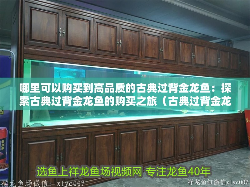 哪里可以購買到高品質的古典過背金龍魚：探索古典過背金龍魚的購買之旅（古典過背金龍魚怎么樣）