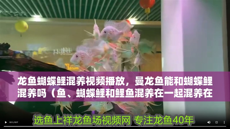 魚缸用增氧泵價格是多少:魚缸增氧機-xtrac增氧機-xtrac增氧機 龍魚蝴蝶鯉混養視頻播放,曼龍魚能和蝴蝶鯉混養嗎(魚、蝴蝶鯉和鯉魚混養在一起混養在一起之前需要注意什么) 觀賞魚百科 龍魚蝴蝶鯉混養視頻播放,曼龍魚能和蝴蝶鯉混養嗎(魚、蝴蝶鯉和鯉魚混養在一起混養在一起之前需要注意什么) 龍魚蝴蝶鯉混養視頻播放,曼龍魚能和蝴蝶鯉混養嗎(魚、蝴蝶鯉和鯉魚混養在一起混養在一起之前需要注意什么) 觀賞魚百科