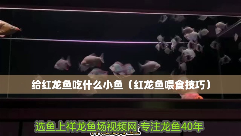 給紅龍魚吃什么小魚（紅龍魚喂食技巧）