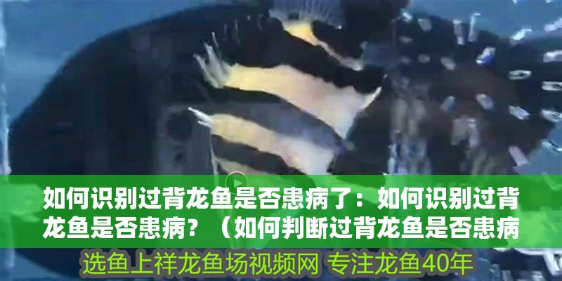 如何識別過背龍魚是否患病了：如何識別過背龍魚是否患病？（如何判斷過背龍魚是否患病）