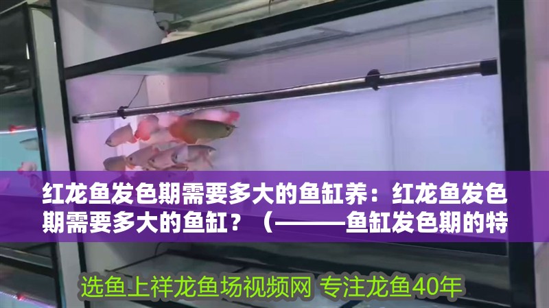 紅龍魚發色期需要多大的魚缸養：紅龍魚發色期需要多大的魚缸？（———魚缸發色期的特點揭曉） 紅龍魚發色期需要多大的魚缸養：紅龍魚發色期需要多大的魚缸？（———魚缸發色期的特點揭曉） 水族問答