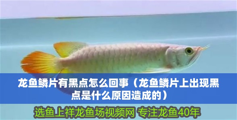 龍魚(yú)鱗片有黑點(diǎn)怎么回事（龍魚(yú)鱗片上出現(xiàn)黑點(diǎn)是什么原因造成的）