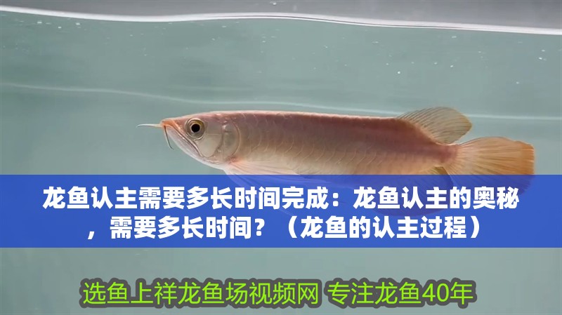 龍魚認主需要多長時間完成：龍魚認主的奧秘，需要多長時間？（龍魚的認主過程）