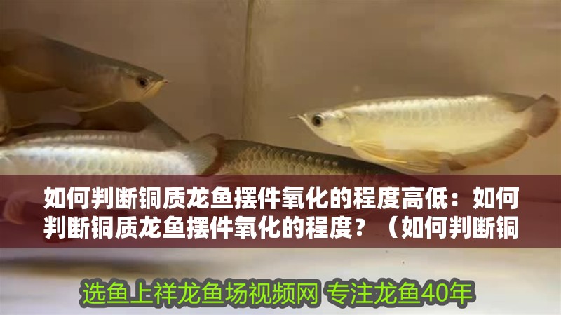 如何判斷銅質(zhì)龍魚擺件氧化的程度高低：如何判斷銅質(zhì)龍魚擺件氧化的程度？（如何判斷銅質(zhì)龍魚擺件氧化的程度） 如何判斷銅質(zhì)龍魚擺件氧化的程度高低：如何判斷銅質(zhì)龍魚擺件氧化的程度？（如何判斷銅質(zhì)龍魚擺件氧化的程度） 水族問答