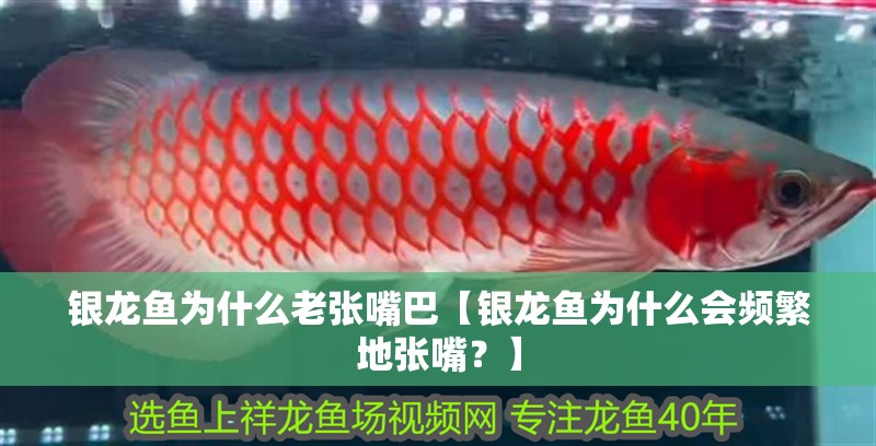 銀龍魚為什么老張嘴巴【銀龍魚為什么會頻繁地張嘴？】