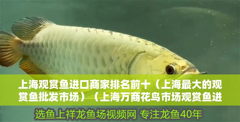 上海觀賞魚進口商家排名前十（上海最大的觀賞魚批發市場）（上海萬商花鳥市場觀賞魚進口商家排名前十的介紹（中）） 上海觀賞魚進口商家排名前十（上海最大的觀賞魚批發市場）（上海萬商花鳥市場觀賞魚進口商家排名前十的介紹（中）） 觀賞魚百科