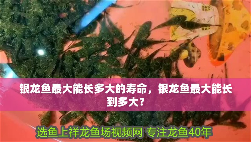 銀龍魚最大能長多大的壽命，銀龍魚最大能長到多大？ 銀龍魚最大能長多大的壽命，銀龍魚最大能長到多大？ 觀賞魚百科