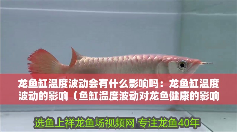 龍魚缸溫度波動會有什么影響嗎：龍魚缸溫度波動的影響（魚缸溫度波動對龍魚健康的影響）