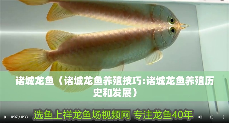 諸城龍魚（諸城龍魚養殖技巧:諸城龍魚養殖歷史和發展）