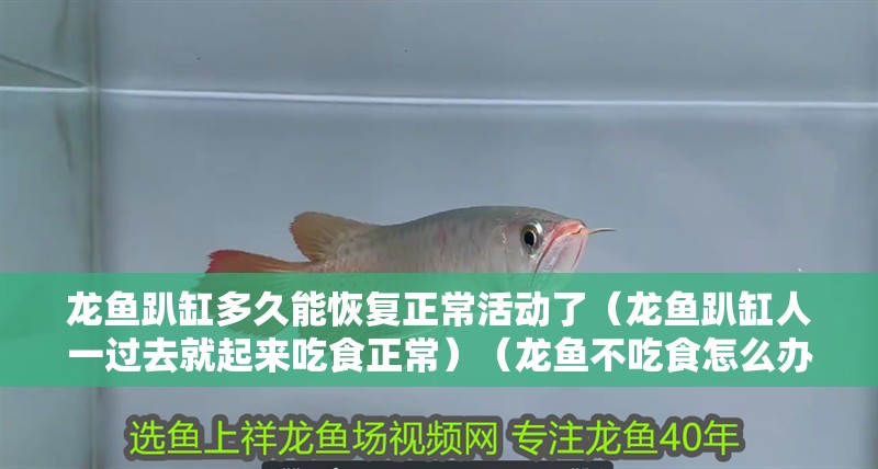 龍魚趴缸多久能恢復(fù)正?；顒?dòng)了（龍魚趴缸人一過去就起來吃食正常）（龍魚不吃食怎么辦）