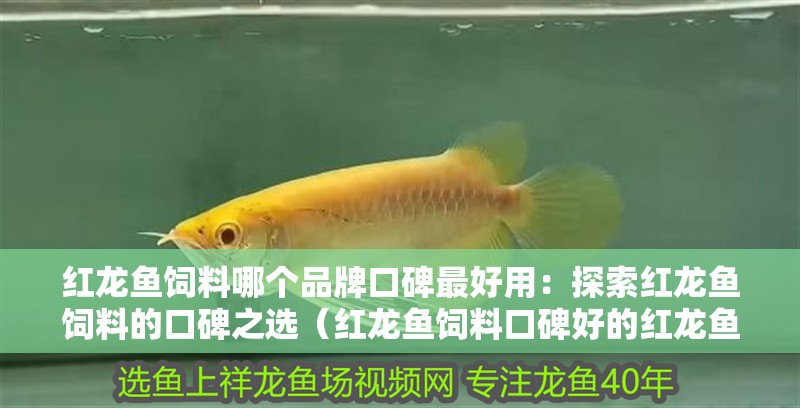 紅龍魚飼料哪個品牌口碑最好用：探索紅龍魚飼料的口碑之選（紅龍魚飼料口碑好的紅龍魚飼料口碑好的紅龍魚飼料品牌）