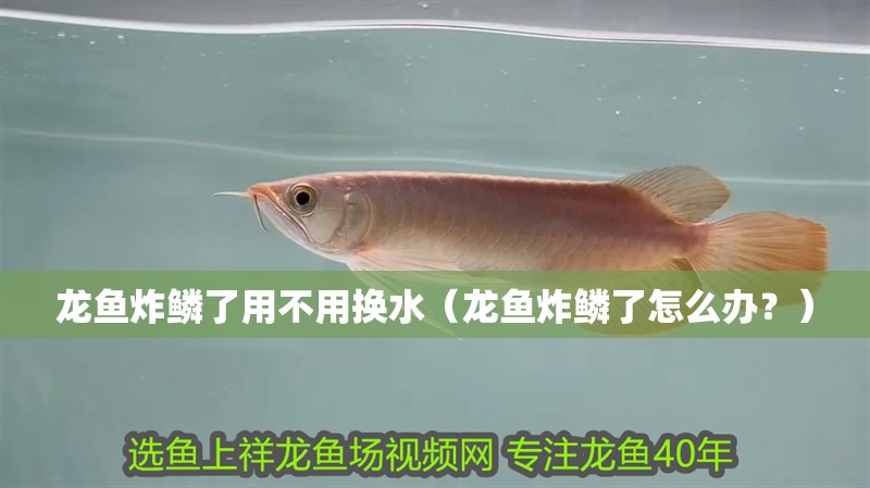 龍魚炸鱗了用不用換水（龍魚炸鱗了怎么辦？）