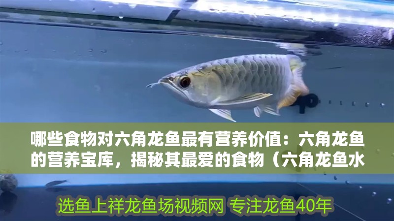 哪些食物對六角龍魚最有營養價值：六角龍魚的營養寶庫，揭秘其最愛的食物（六角龍魚水族箱中的常見成員，六角龍魚的飲食需求）