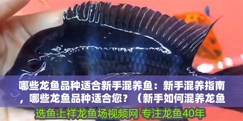 哪些龍魚品種適合新手混養魚：新手混養指南，哪些龍魚品種適合您？（新手如何混養龍魚）