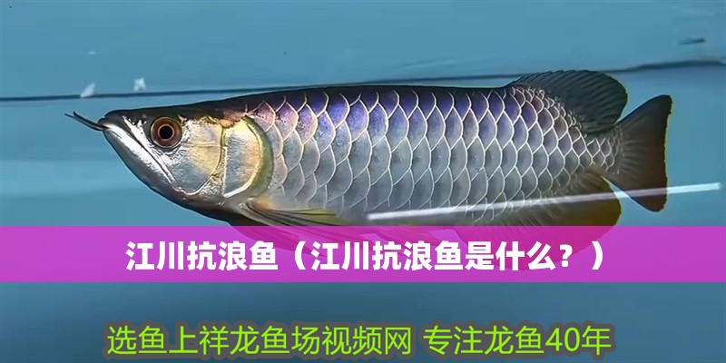 <strong><mark>江川</mark></strong>抗浪魚（<strong><mark>江川</mark></strong>抗浪魚是什么？）