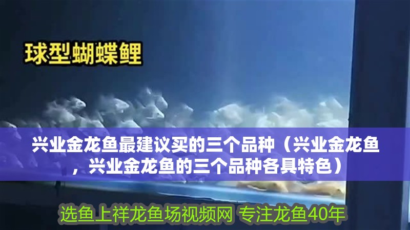 興業金龍魚最建議買的三個品種（興業金龍魚，興業金龍魚的三個品種各具特色）