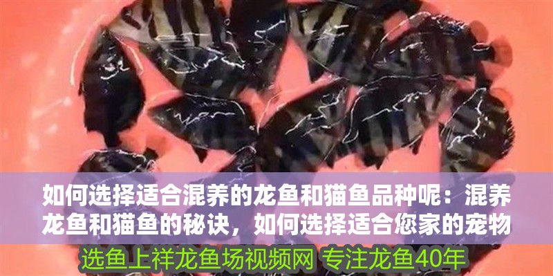 如何選擇適合混養(yǎng)的龍魚和貓魚品種呢：混養(yǎng)龍魚和貓魚的秘訣，如何選擇適合您家的寵物？（如何選擇適合混養(yǎng)的龍魚和貓魚）