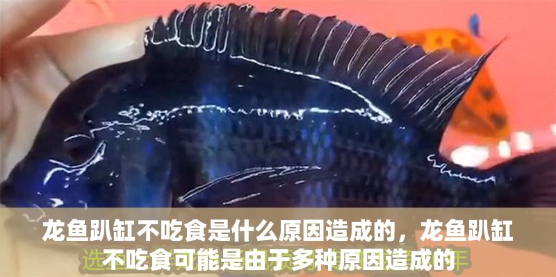 龍魚趴缸不吃食是什么原因造成的，龍魚趴缸不吃食可能是由于多種原因造成的