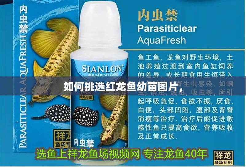 如何挑選紅龍魚幼苗圖片，
