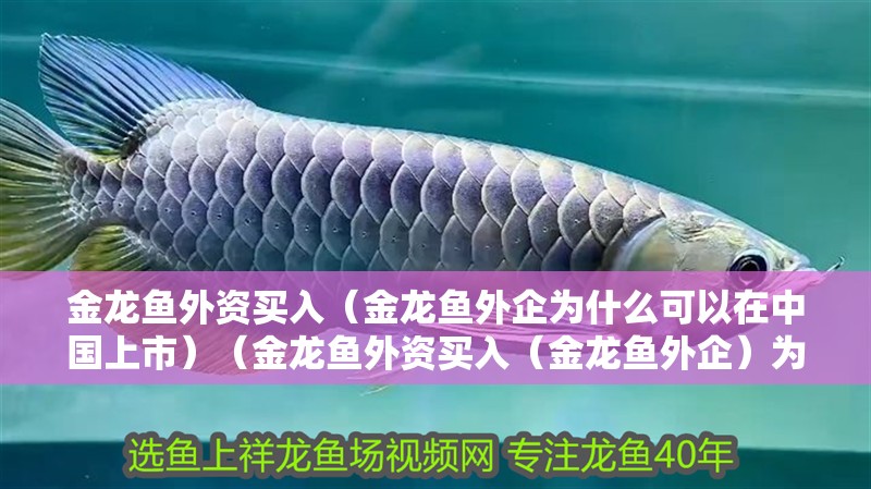 金龍魚外資買入（金龍魚外企為什么可以在中國上市）（金龍魚外資買入（金龍魚外企）為什么可以在中國上市）