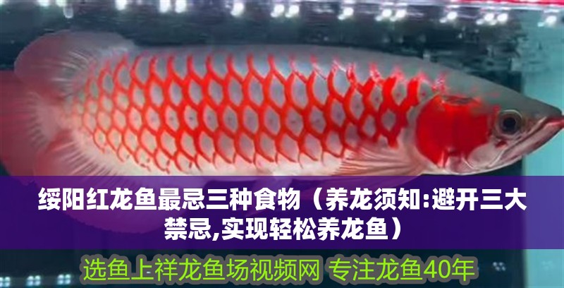 綏陽紅龍魚最忌三種食物（養龍須知:避開三大禁忌,實現輕松養龍魚）