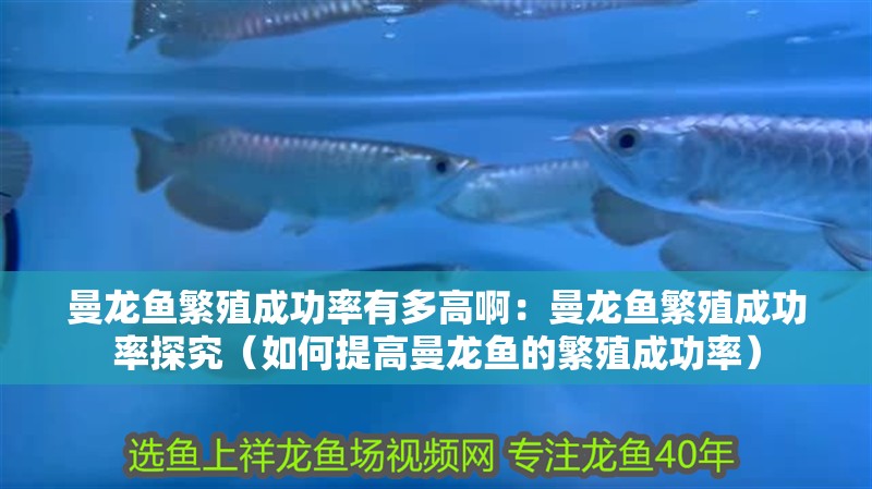 曼龍魚繁殖成功率有多高啊：曼龍魚繁殖成功率探究（如何提高曼龍魚的繁殖成功率）