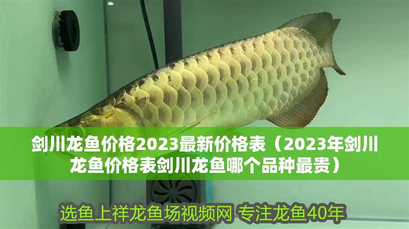 劍川龍魚價格2023最新價格表（2023年劍川龍魚價格表劍川龍魚哪個品種最貴）