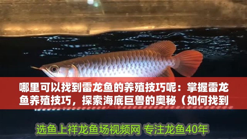 哪里可以找到雷龍魚的養殖技巧呢：掌握雷龍魚養殖技巧，探索海底巨獸的奧秘（如何找到雷龍魚的養殖技巧）