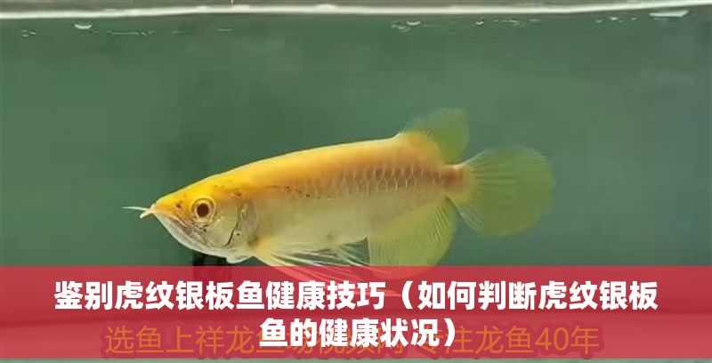 鑒別虎紋銀板魚健康技巧（如何判斷虎紋銀板魚的健康狀況）