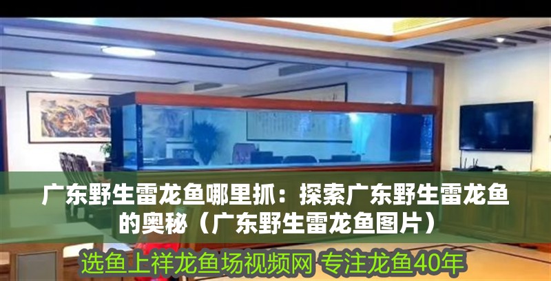 廣東野生雷龍魚哪里抓：探索廣東野生雷龍魚的奧秘（廣東野生雷龍魚圖片）