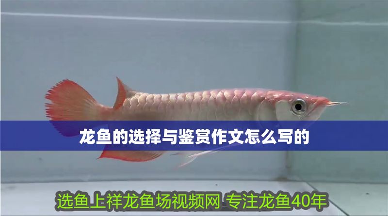 龍魚的選擇與鑒賞作文怎么寫的