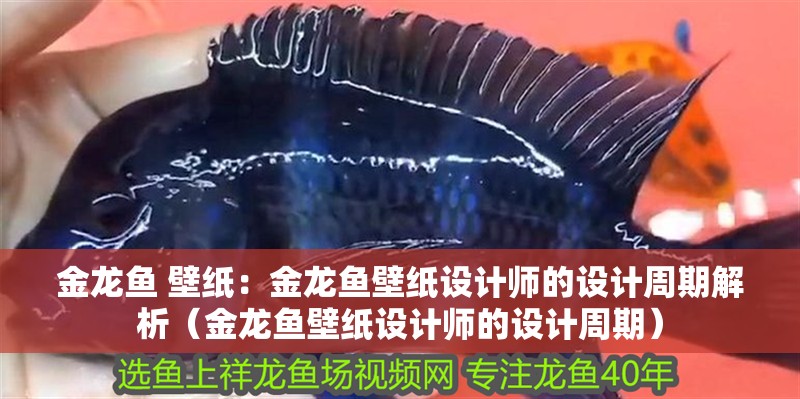 金龍魚 壁紙：金龍魚壁紙設計師的設計周期解析（金龍魚壁紙設計師的設計周期）