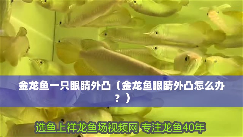 金龍魚一只眼睛外凸（金龍魚眼睛外凸怎么辦？）
